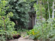 The cherry is ripe. I am harvesting. 15/16