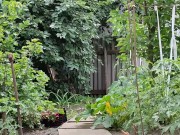 The cherry is ripe. I am harvesting. 16/16