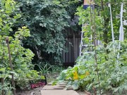 The cherry is ripe. I am harvesting. 2/16