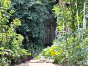 The cherry is ripe. I am harvesting. 3/16