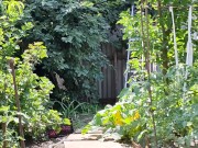 The cherry is ripe. I am harvesting. 4/16