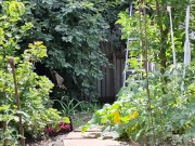 The cherry is ripe. I am harvesting. 5/16