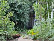 The cherry is ripe. I am harvesting. 7/16