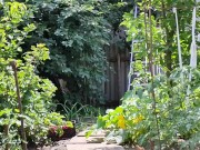 The cherry is ripe. I am harvesting. 8/16