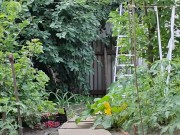 The cherry is ripe. I am harvesting. 9/16