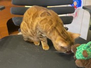 Pussy sucks deliciously on your stuff ... . She likes to be bitten hard ... . 12/16