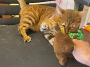 Pussy sucks deliciously on your stuff ... . She likes to be bitten hard ... . 7/16