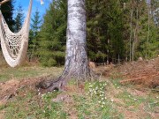 Spring sun fantasy - RosenlundX - 4K 60fps 15/16