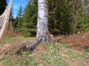 Spring sun fantasy - RosenlundX - 4K 60fps 16/16