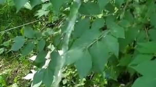 Peeing in public on tree 