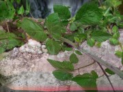 ITALIANA sogna una SBORRATA 🍼​🥛​atomica nella foresta amazzonica​​🥦​ 1/16