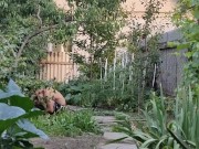 Little by little I am doing something in the garden 12/16