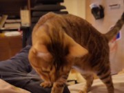 Hot kitty sucks deliciously on you ... . Pussy eating while staring at you 10/16