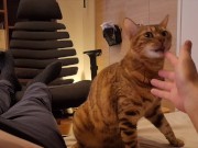 Hot kitty sucks deliciously on you ... . Pussy eating while staring at you 15/16