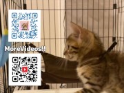 Hot kitty sucks deliciously on you ... . Pussy eating while staring at you 16/16