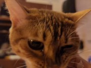 Hot kitty sucks deliciously on you ... . Pussy eating while staring at you 3/16