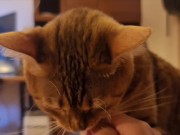 Hot kitty sucks deliciously on you ... . Pussy eating while staring at you 4/16