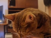 Hot kitty sucks deliciously on you ... . Pussy eating while staring at you 5/16