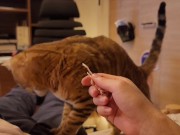 Hot kitty sucks deliciously on you ... . Pussy eating while staring at you 9/16