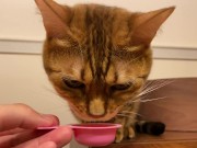 Pussy licks it happily when I offer it to her ........ If you want to give it to her, please leave a 1/16