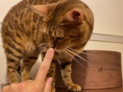 Pussy licks it happily when I offer it to her ........ If you want to give it to her, please leave a 10/16