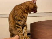 Pussy licks it happily when I offer it to her ........ If you want to give it to her, please leave a 11/16