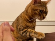 Pussy licks it happily when I offer it to her ........ If you want to give it to her, please leave a 12/16