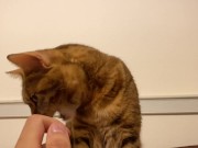 Pussy licks it happily when I offer it to her ........ If you want to give it to her, please leave a 13/16