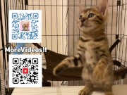 Pussy licks it happily when I offer it to her ........ If you want to give it to her, please leave a 14/16