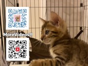 Pussy licks it happily when I offer it to her ........ If you want to give it to her, please leave a 15/16