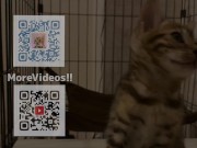 Pussy licks it happily when I offer it to her ........ If you want to give it to her, please leave a 16/16