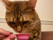 Pussy licks it happily when I offer it to her ........ If you want to give it to her, please leave a 2/16