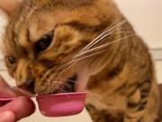 Pussy licks it happily when I offer it to her ........ If you want to give it to her, please leave a 3/16