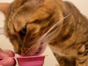 Pussy licks it happily when I offer it to her ........ If you want to give it to her, please leave a 4/16