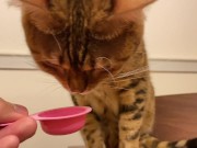 Pussy licks it happily when I offer it to her ........ If you want to give it to her, please leave a 6/16