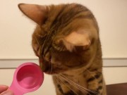 Pussy licks it happily when I offer it to her ........ If you want to give it to her, please leave a 7/16