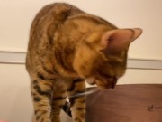 Pussy licks it happily when I offer it to her ........ If you want to give it to her, please leave a 8/16