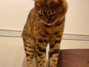 Pussy licks it happily when I offer it to her ........ If you want to give it to her, please leave a 9/16