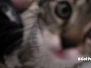 TINY PUSSIES INVOLVE THE CAMERA MAN WHILE PLAYING WITH EACH OTHER 1/16