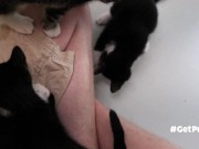 TINY PUSSIES INVOLVE THE CAMERA MAN WHILE PLAYING WITH EACH OTHER 10/16