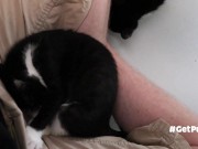 TINY PUSSIES INVOLVE THE CAMERA MAN WHILE PLAYING WITH EACH OTHER 11/16