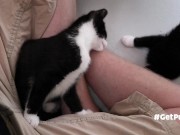 TINY PUSSIES INVOLVE THE CAMERA MAN WHILE PLAYING WITH EACH OTHER 12/16