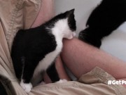 TINY PUSSIES INVOLVE THE CAMERA MAN WHILE PLAYING WITH EACH OTHER 13/16