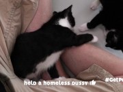 TINY PUSSIES INVOLVE THE CAMERA MAN WHILE PLAYING WITH EACH OTHER 14/16