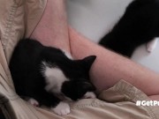 TINY PUSSIES INVOLVE THE CAMERA MAN WHILE PLAYING WITH EACH OTHER 16/16