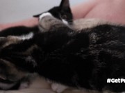 TINY PUSSIES INVOLVE THE CAMERA MAN WHILE PLAYING WITH EACH OTHER 2/16