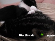 TINY PUSSIES INVOLVE THE CAMERA MAN WHILE PLAYING WITH EACH OTHER 3/16