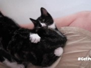 TINY PUSSIES INVOLVE THE CAMERA MAN WHILE PLAYING WITH EACH OTHER 4/16