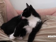 TINY PUSSIES INVOLVE THE CAMERA MAN WHILE PLAYING WITH EACH OTHER 6/16