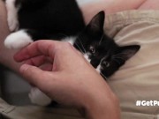 TINY PUSSIES INVOLVE THE CAMERA MAN WHILE PLAYING WITH EACH OTHER 7/16